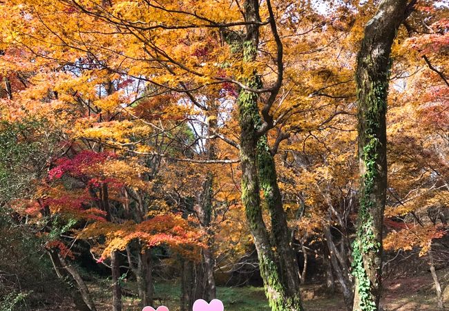 用作公園 紅葉