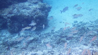 サンゴも魚もたくさん見られてとても楽しかった