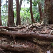 飛んで目に入る初夏の虫／5月下旬の鞍馬山