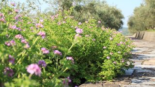 地中海の絶景に出会える小豆島オリーブ公園