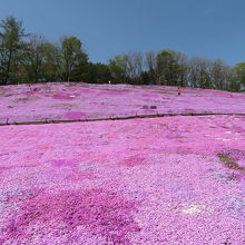 太陽の丘えんがる公園 　芝桜