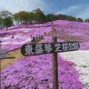 オホーツク芝桜の王様