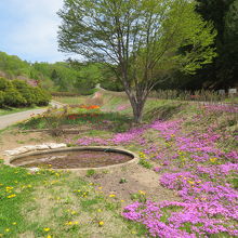 駐車場そばの芝桜