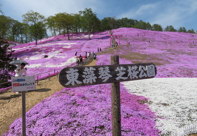 藻琴山温泉 芝桜公園 クチコミ アクセス 営業時間 女満別 美幌 フォートラベル