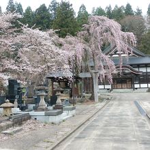 境内の桜が綺麗でした