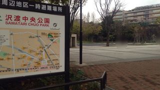 木々を見上げながら散策