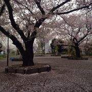 桜と列車が楽しめる