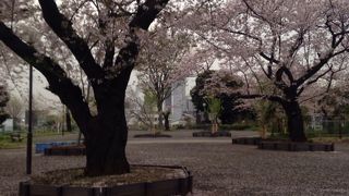 桜と列車が楽しめる