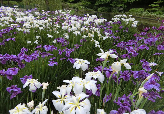 小規模だけど綺麗な花菖蒲園