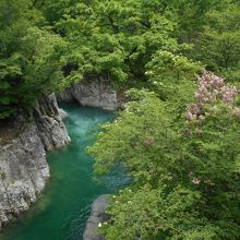 雪解の水に樹々の花が映える峡谷