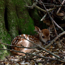 陰に隠れている小鹿