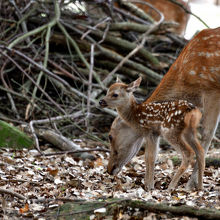 小鹿と母鹿。