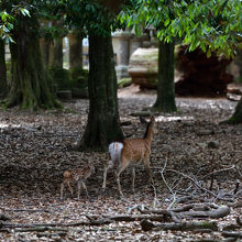 小鹿と母鹿。