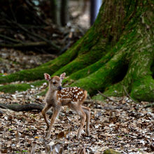 やんちゃな小鹿