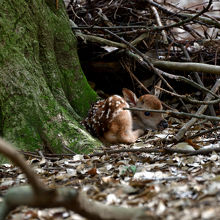 生まれた小鹿は静かに隠れています。