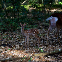 藪の中の小鹿
