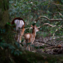 藪の中へ入る小鹿と母鹿。