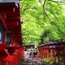 初夏の緑まぶしい貴船