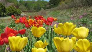 やはり桜の時期かな？