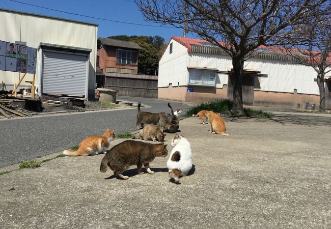 猫達に逢いに馬島へ