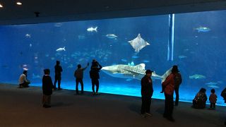 桜島の絶景が一番印象的だった水族館