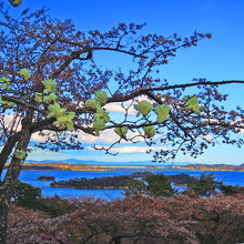 桜と松島