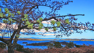 桜とのコラボレーション