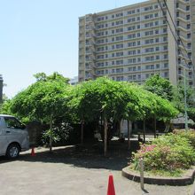 富士見公園の立派なフジ棚(愛染院は左手)