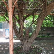 富士見公園の立派なフジの木