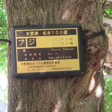 「木更津 名木１００選」のフジの名板
