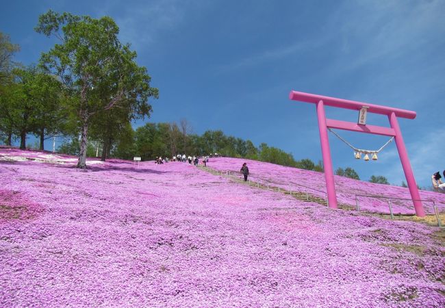 藻琴山温泉 芝桜公園 クチコミ アクセス 営業時間 女満別 美幌 フォートラベル