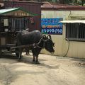 パワフルだけどのんびりな水牛さん