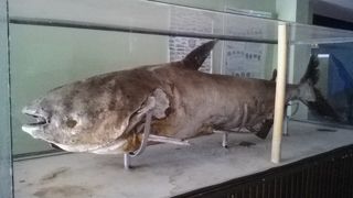 チェンコーンナマズ水族館