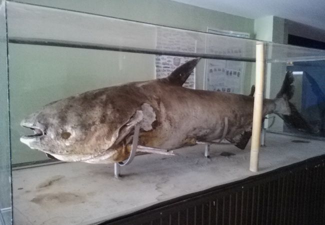 チェンコーンナマズ水族館