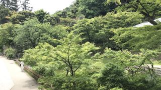 新緑に亀と紫陽花