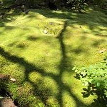 苔に木漏れ日が