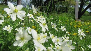 野花咲く5月下旬