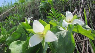 5月下旬、道端にオオバナノエンレイソウ
