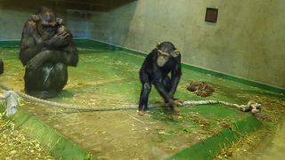 見ていて飽きない