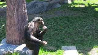 彼らの動きは予測不能！