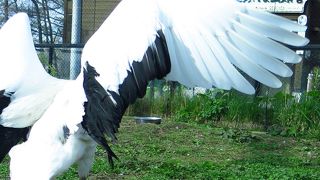 ほんとは野生を観たい