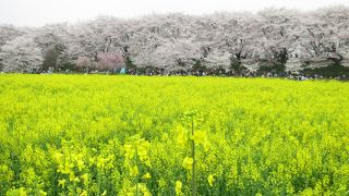 桜のピンクと菜の花の黄色がキレイ
