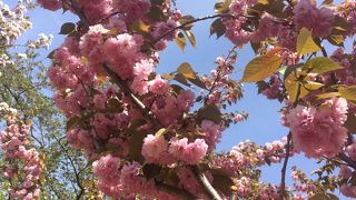 たくさんの種類のお花見が楽しめる