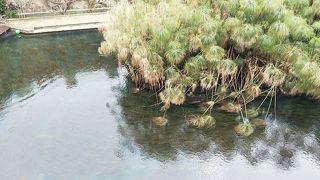 パピルスが自生している小さな池