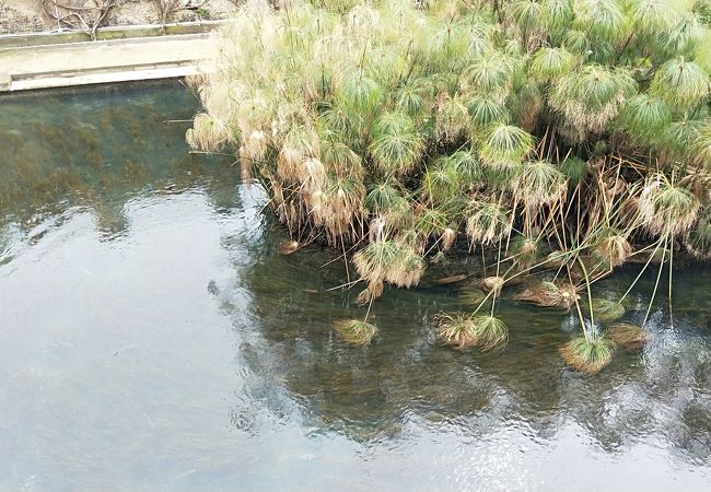 パピルスが自生している小さな池