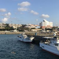 この湾にウミガメがいました