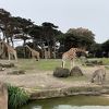 サンフランシスコ動物園