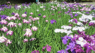 花菖蒲がきれいでした