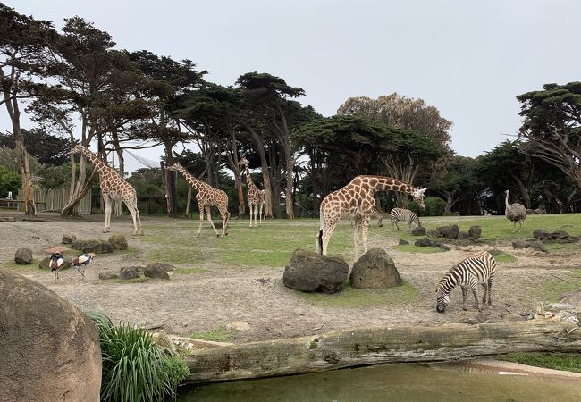サンフランシスコ動物園