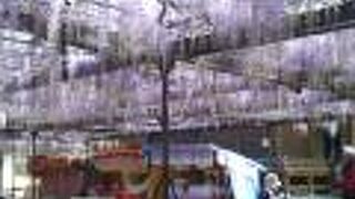 幻想的な美しさです